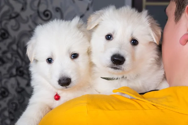 Hombre sosteniendo en su hombro dos cachorro — Foto de Stock