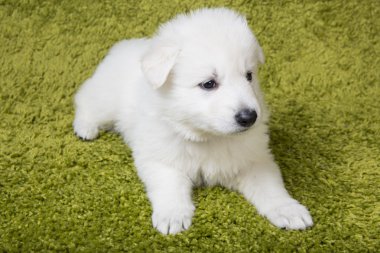 oturan bebek swiss çoban