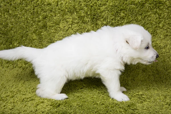 Baby swiss shepherd siedzi — Zdjęcie stockowe