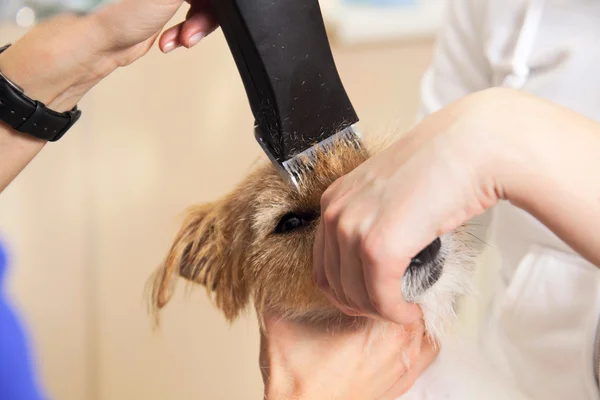 Coiffeur fauche Jack Russell Terrier fourrure — Photo