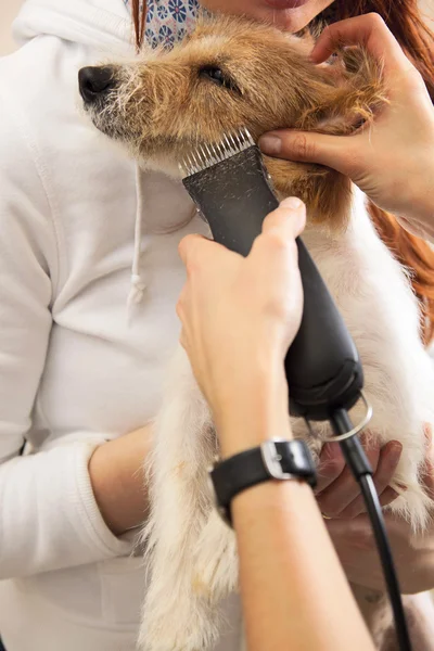 Hairdresser mows Jack Russell Terrier fur — Stock Photo, Image