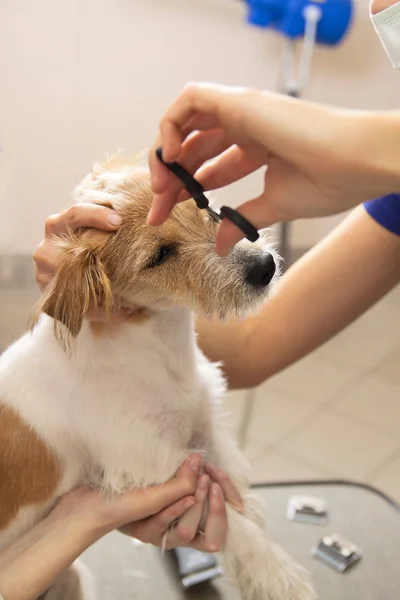 Hairdresser mows Jack Russell Terrier fur — Stock Photo, Image