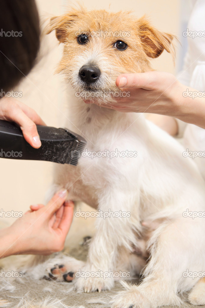 Hairdresser mows Jack Russell Terrier fur