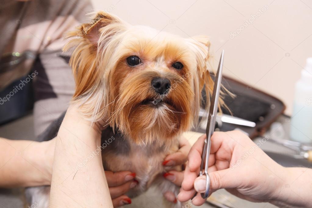 Yorkshire Terrier immer seine Haare schneiden lassen — Stockfoto