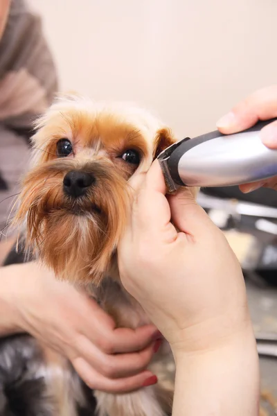 Tondeuses de coiffure Yorkshire Terrier Terrier fourrure — Photo