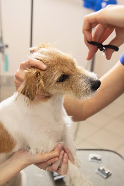 Friseur mäht Jack Russell Terrier Fell — Stockfoto