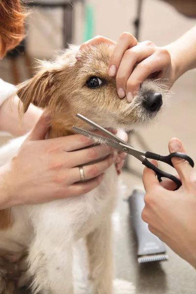 Hairdresser mows Jack Russell Terrier fur — Stock Photo, Image