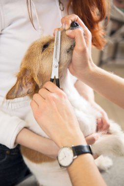 Kuaför Mowser jack russell terrier kürk