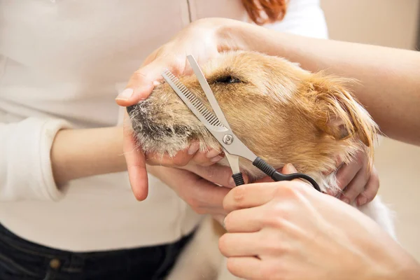 Hairdresser mows Jack Russell Terrier fur — Stock Photo, Image