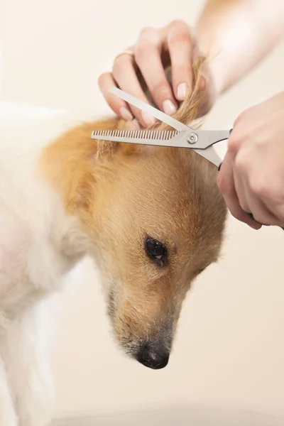 Hairdresser mows Jack Russell Terrier fur — Stock Photo, Image