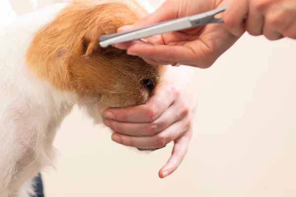 Penata rambut memotong bulu Jack Russell Terrier — Stok Foto