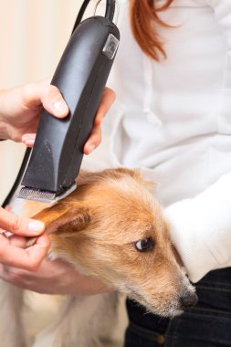 Kuaför Mowser jack russell terrier kürk