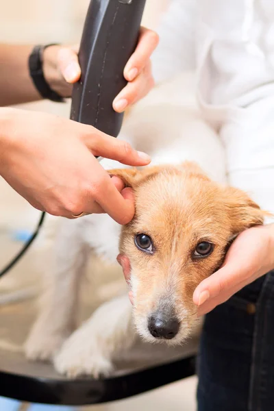 Cabeleireiro corta Jack Russell Terrier pele — Fotografia de Stock