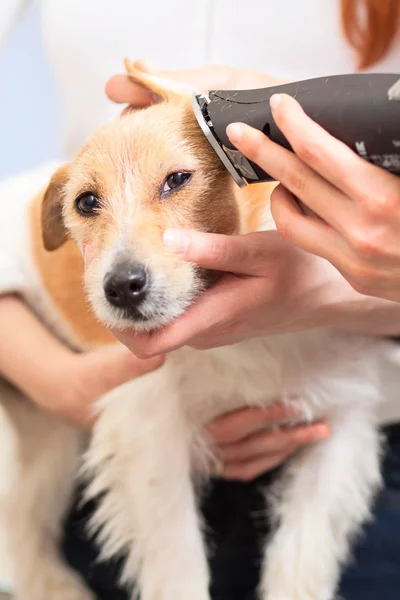 Hairdresser mows Jack Russell Terrier fur — Stock Photo, Image