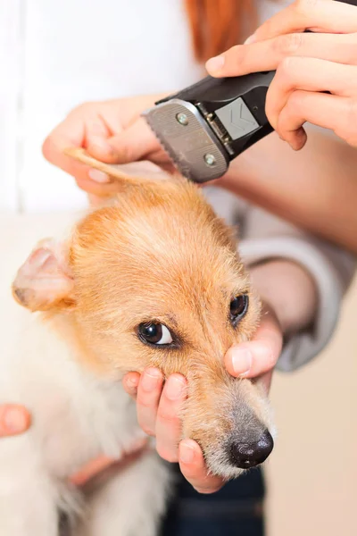 Falciatrici Jack Russell Terrier pelliccia — Foto Stock