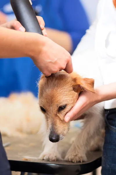 Hairdresser mows Jack Russell Terrier fur — Stock Photo, Image