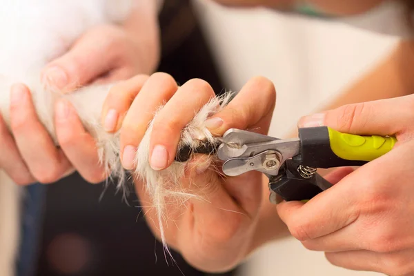 Dog claws are cut — Stock Image Dog claws are cut Stock Photo