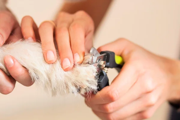 Garras de cão são cortadas — Fotografia de Stock