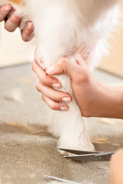 Fodrász mows szőr Jack Russell Terrier — Stock Fotó