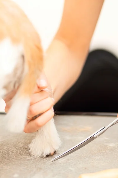 Peluquería corta piel Jack Russell Terrier —  Fotos de Stock