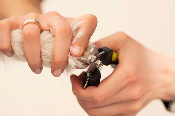 Dog claws are cut — Stock Image Dog claws are cut Royalty Free Stock Images
