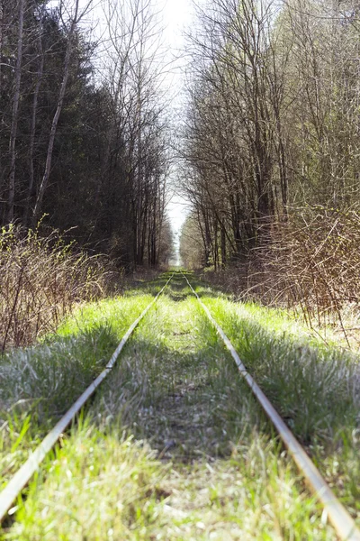 Ancho en el bosque — Foto de Stock