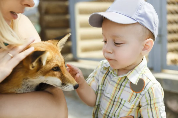 Malý chlapec dotýká fox — Stock fotografie