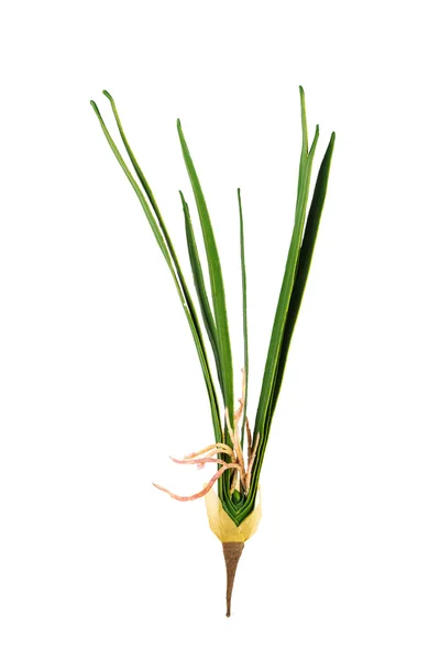 Schöne künstliche Blume — Stockfoto