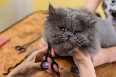 Evcil hayvan güzellik salonunda kedi bakımı. Sihirbaz yüzü kırpmak için makas kullanır.
