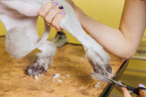 Cat Grooming Pet Beauty Salon Wizard Uses Scissors Trimming Paws — Stock Photo, Image