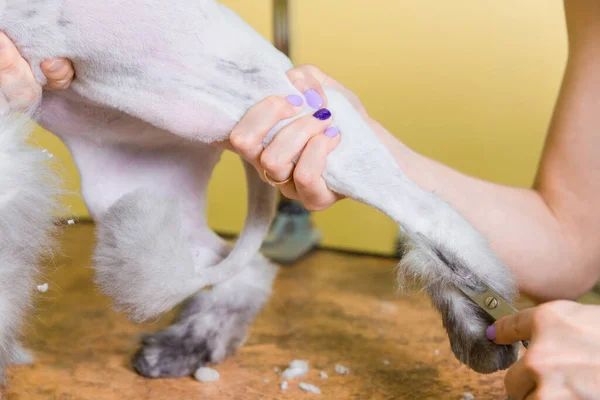 stock image Cat grooming in pet beauty salon. The wizard uses the scissors for trimming paws.