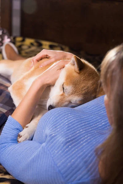 Hayvan Sevgisi Konsepti Yatak Odasındaki Yatakta Shiba Inu Köpeğiyle Eğlenen — Stok fotoğraf