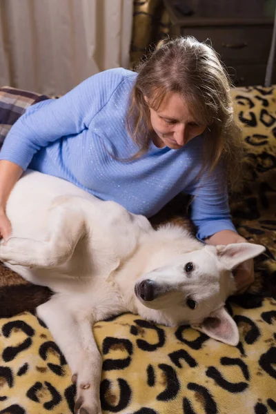 ペット愛好家の概念 ベッドルームのベッドで白いスイスの羊飼いの犬と遊んでいる女性 — ストック写真