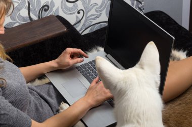 Evcil beyaz İsviçreli Shepherd 'ı olan bir kadın iş, iletişim ya da online alışveriş için dizüstü bilgisayar kullanıyor.