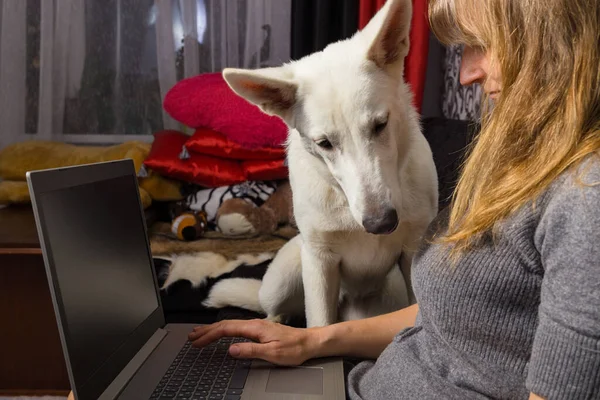 Μια Γυναίκα Κατοικίδιο Ζώο Της Λευκό Swiss Shepherd Χρησιμοποιεί Ένα — Φωτογραφία Αρχείου