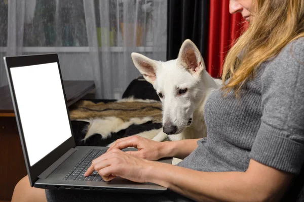 Woman Her Pet White Swiss Shepherd Uses Laptop Work Communication — Stock Photo, Image