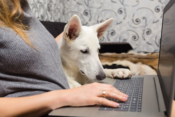 Pet Fehér Svájci Juhász Használ Laptop Munka Kommunikáció Vagy Online — Stock Fotó