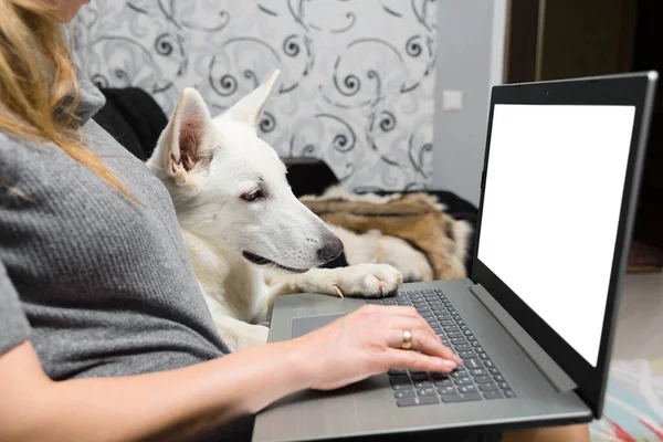 Pet Fehér Svájci Juhász Használ Laptop Munka Kommunikáció Vagy Online — Stock Fotó