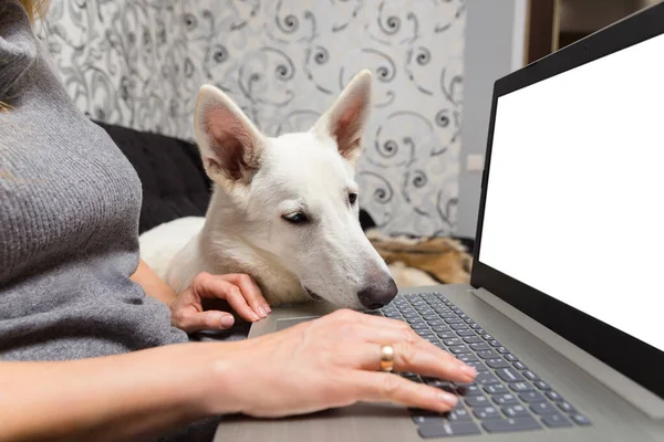 瑞士牧羊人和她的宠物瑞士牧羊人一起使用笔记本电脑进行工作 交流或网上购物 — 图库照片