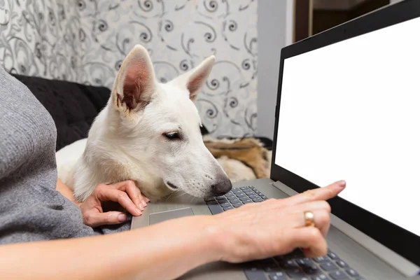 Una Donna Con Suo Animale Domestico Bianco Swiss Shepherd Utilizza — Foto Stock