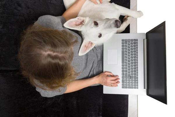 Woman Her Pet White Swiss Shepherd Uses Laptop Work Communication Stock Image