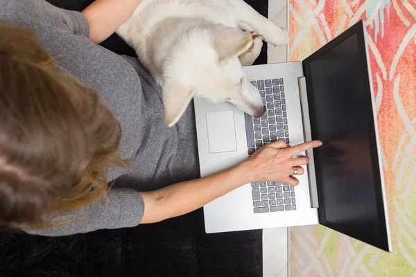 Woman Her Pet White Swiss Shepherd Uses Laptop Work Communication — Stock Photo, Image