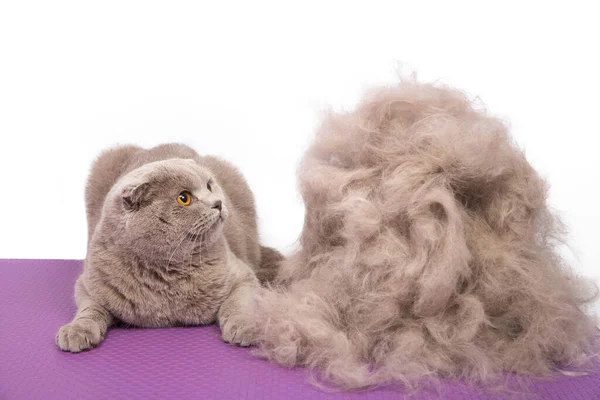 動物の美容室で散髪した後 ペルシャの灰色の猫は彼自身の毛皮の大きな山を驚かせて見えます 選択的フォーカス 白に隔離された — ストック写真