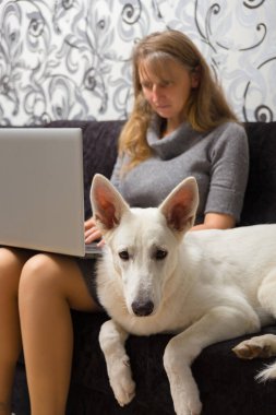Evcil beyaz İsviçreli Shepherd 'ı olan bir kadın iş, iletişim ya da online alışveriş için dizüstü bilgisayar kullanıyor.
