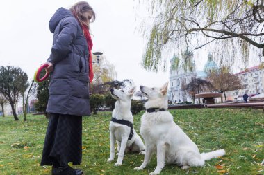 Bir kadın iki sevimli köpeğini eğitiyor. Beyaz İsviçreli çobanlar şehir parkında..