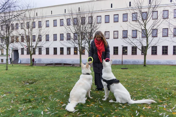 Kvinna Tränar Sina Två Söta Hundar Vita Schweiziska Shepherds Utomhus — Stockfoto