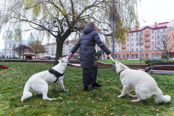 女性は彼女の2つのかわいい犬を訓練しています白いスイスの羊飼い屋外で市内公園 — ストック写真