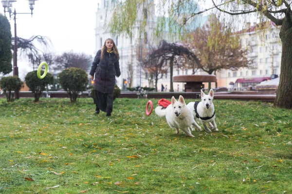 Женщина Тренирует Двух Симпатичных Собак Белых Швейцарских Овчарок Открытом Воздухе — стоковое фото