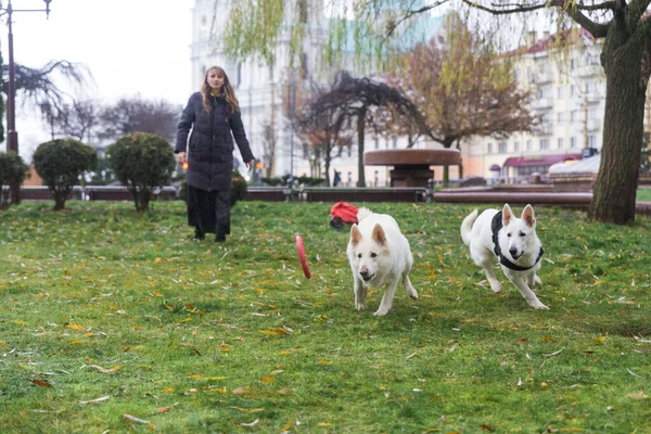 女性は彼女の2つのかわいい犬を訓練しています白いスイスの羊飼い屋外で市内公園 — ストック写真