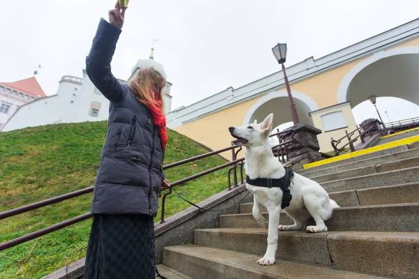 女性は彼女のかわいい犬を訓練しています市内公園の階段で屋外の白いスイスの羊飼い — ストック写真